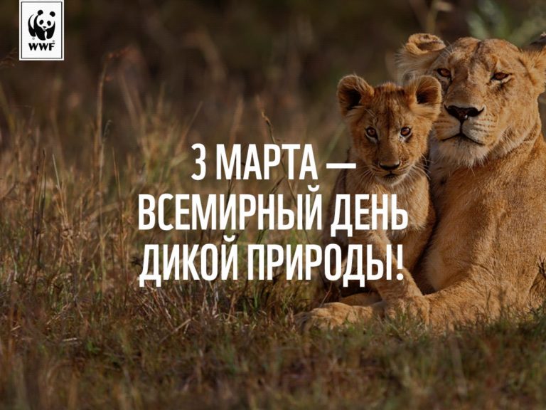 Конкурс рисунков «Красота дикой природы»